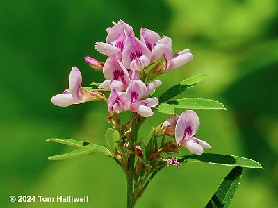 Slender Bush Clover