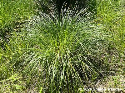 Tussock Sedge