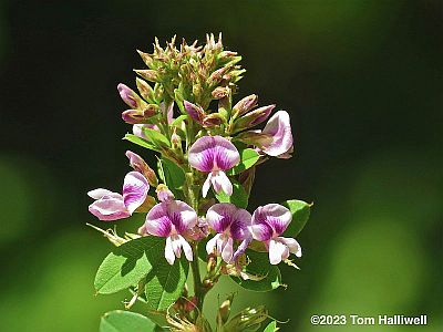 Violet Lespedeza