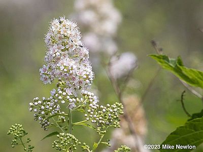 White Meadowsweet