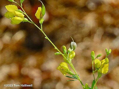 Wild Indigo