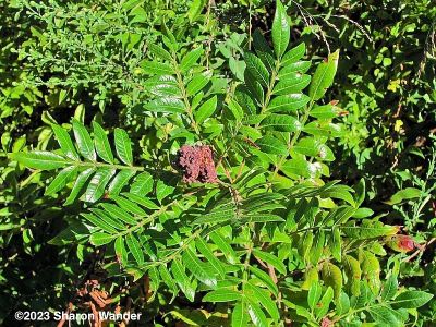 Winged Sumac