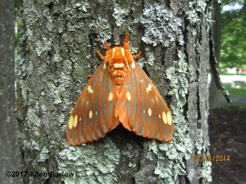 Regal Moth | Common New Jersey Moths | New Jersey Butterfly Club ...