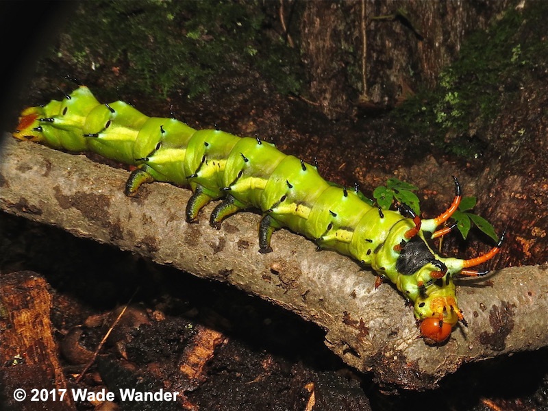 Regal Moth | Common New Jersey Moths | New Jersey Butterfly Club ...