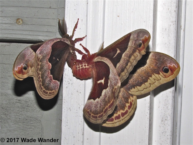 Promethea Moth Common New Jersey Moths New Jersey Butterfly Club North American Butterfly