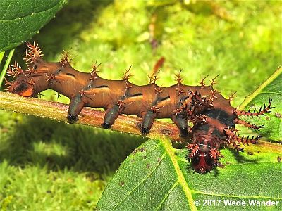 Regal Moth