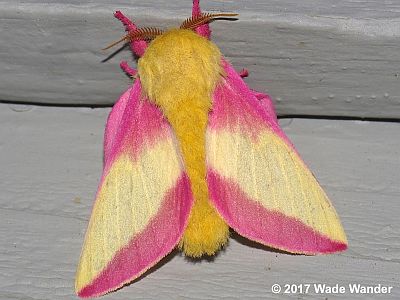 Rosy Maple Moth