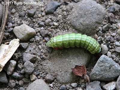 Rosy Maple Moth