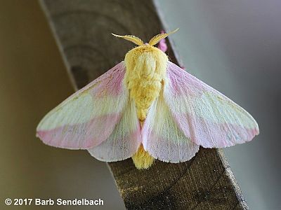 Rosy Maple Moth