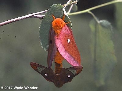 Pink-striped Oakworn Moth