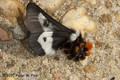Buck Moth