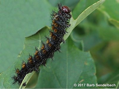 Buck Moth