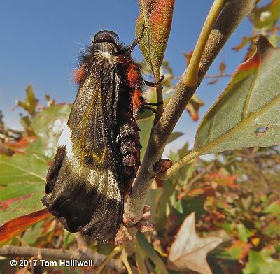 Buck Moth