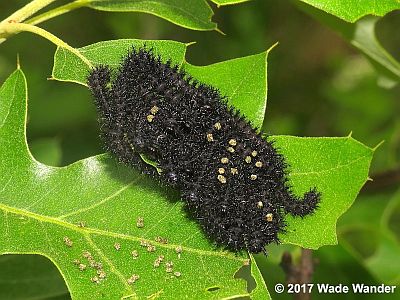 Buck Moth