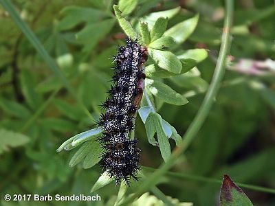 Nevada Buck Moth