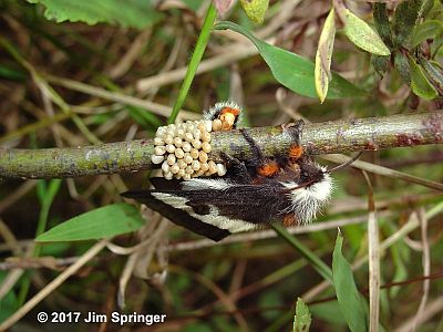 Nevada Buck Moth
