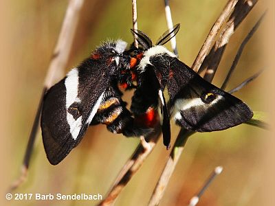 Nevada Buck Moth