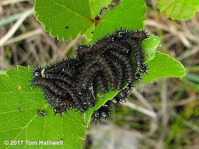 Nevada Buck Moth