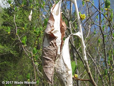 Promethea Moth