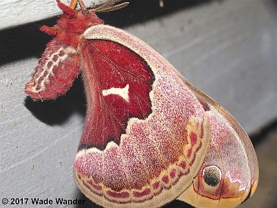 Promethea Moth