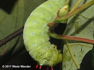 Promethea Moth