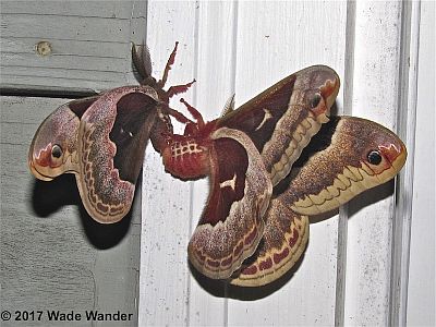 Promethea Moth