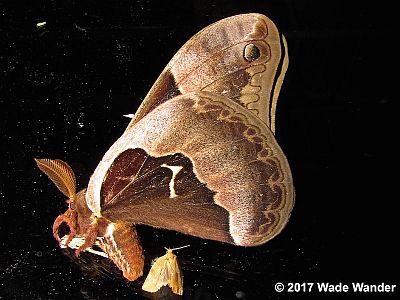 Tuliptree Silkmoth