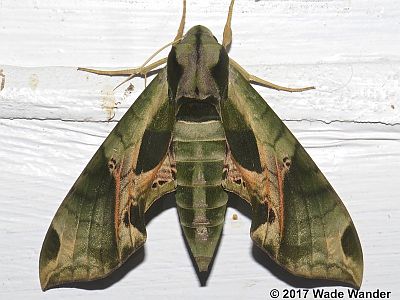 Pandorus Sphinx