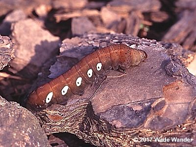 Pandorus Sphinx