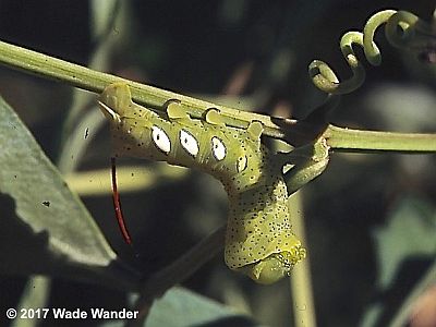 Pandorus Sphinx