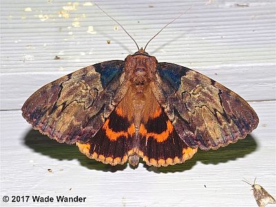 Clouded Underwing