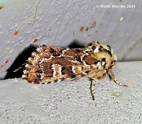 Tuliptree Silkmoth