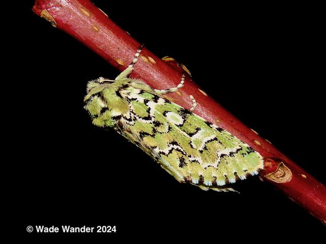 Tuliptree Silkmoth