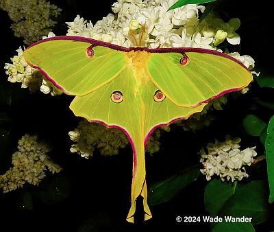 Luna Moth