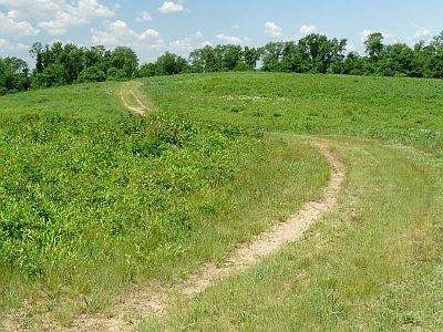 Hilltop Meadow