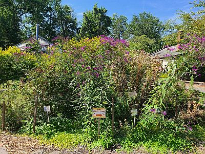 Pollinator Garden