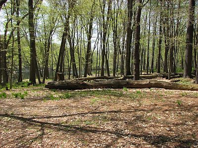 Delaware River floodplain