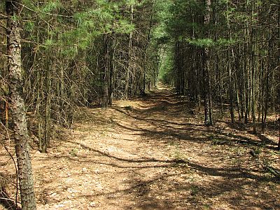 Trail to river through pines