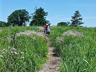 Hilltop Reservation Restored Grassland With Wild Bergamot