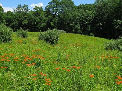 Kittatinny Valley State Park Butterfly Milkweed Field