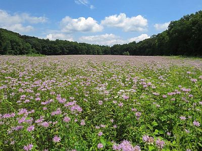 Kittatinny Valley State Park Field Near Goodale Road