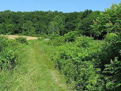 Kittatinny Valley State Park Trail Along Twin Lakes Marsh