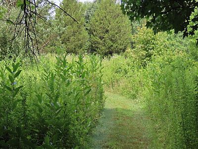 Milkweed Along Trail