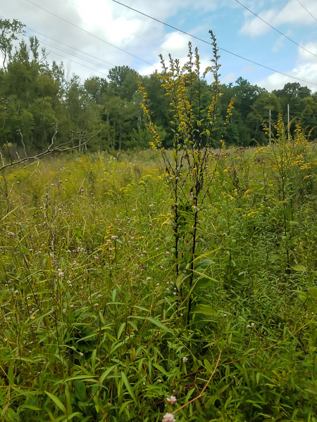 Passic River Powerline