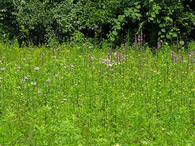 Bergamot and Blazing Star