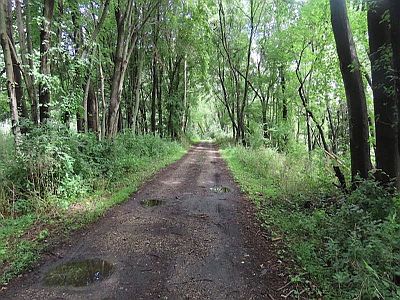 Trail to River