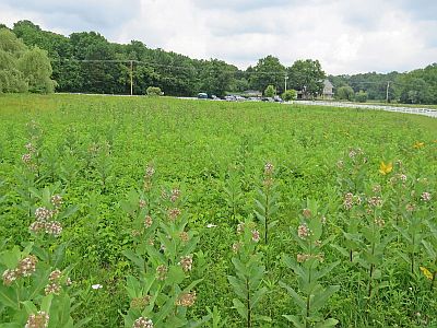 White Lake NRA Meadow